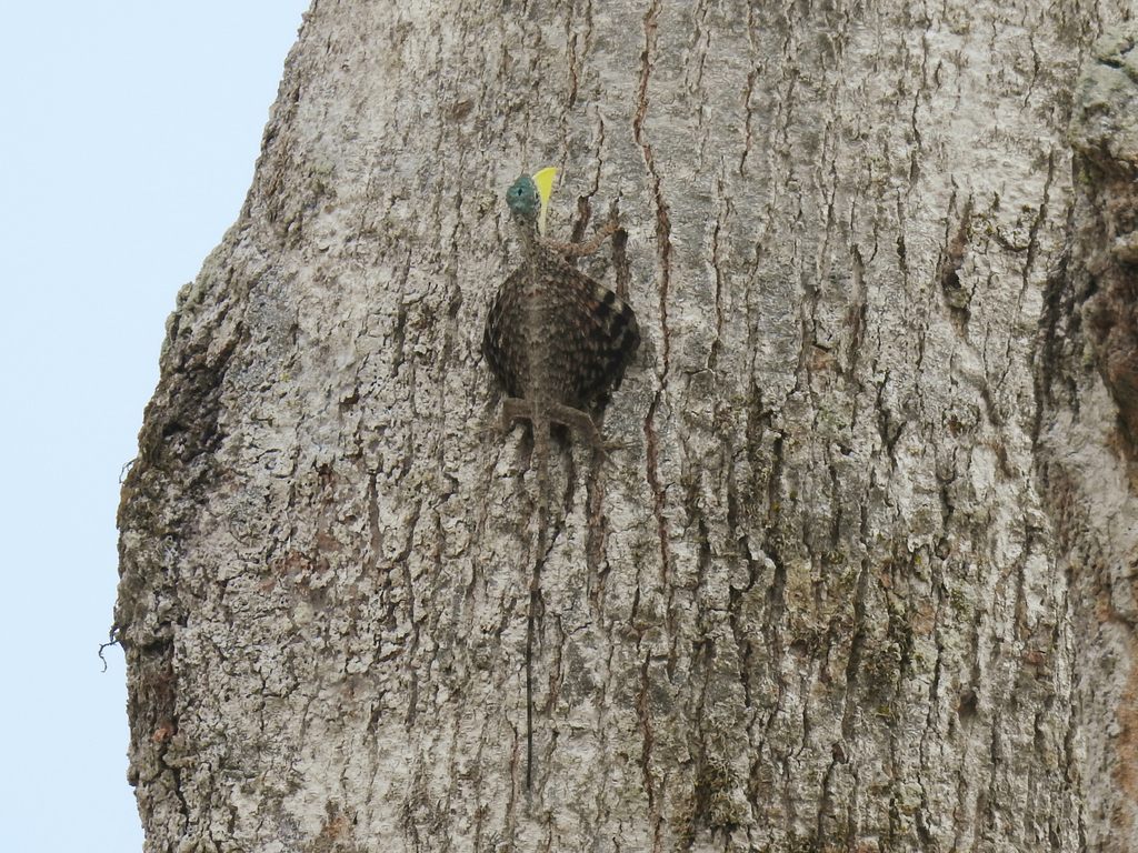 Common Flying Lizard — Borneo wildlife, book, free download, jungle tour, herp tour