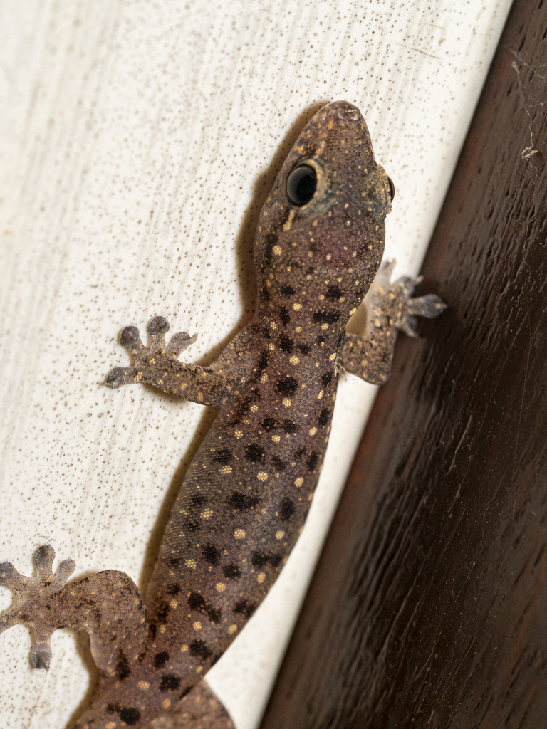 Common Four-clawed Gecko — Borneo wildlife, book, free download, jungle tour, herp tour