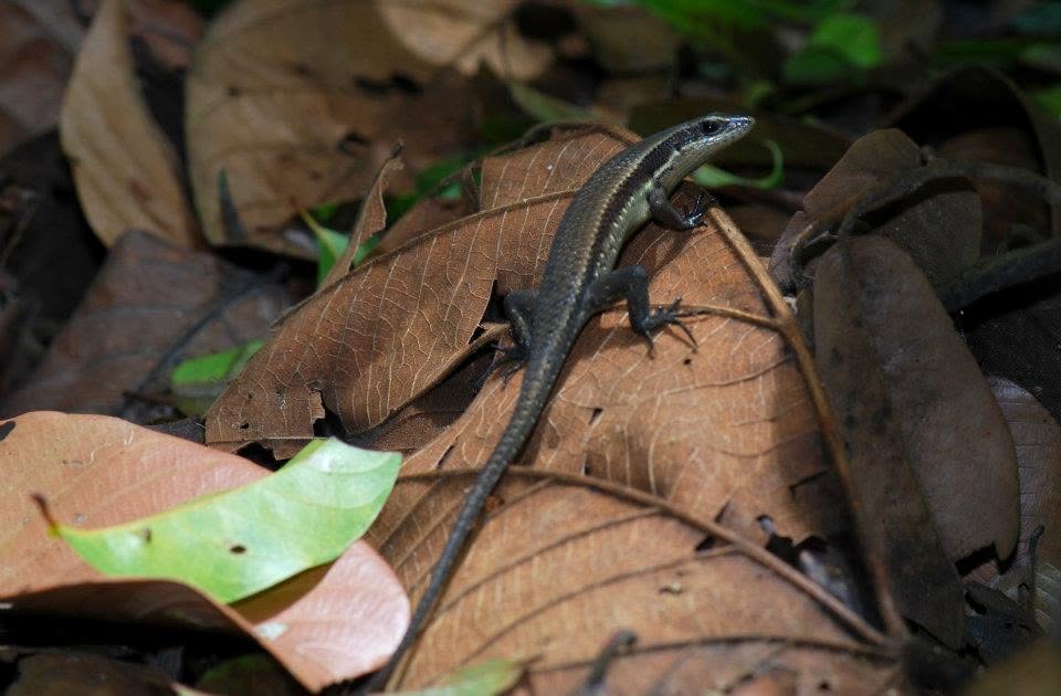 Common Striped Skink — Borneo wildlife, book, free download, jungle tour, herp tour
