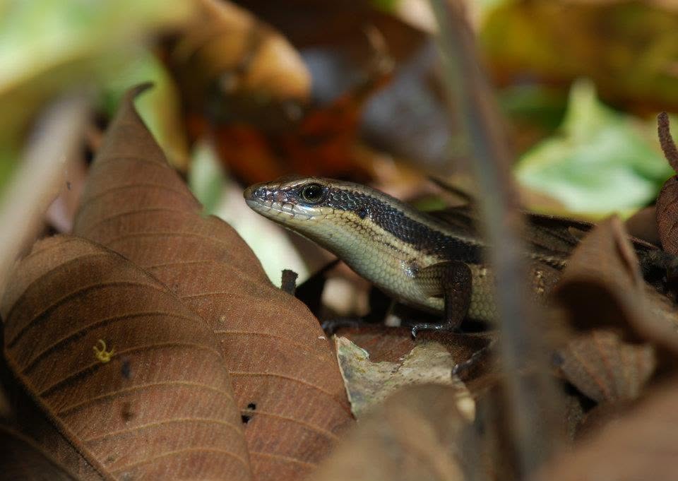 Common Striped Skink — Borneo wildlife, book, free download, jungle tour, herp tour