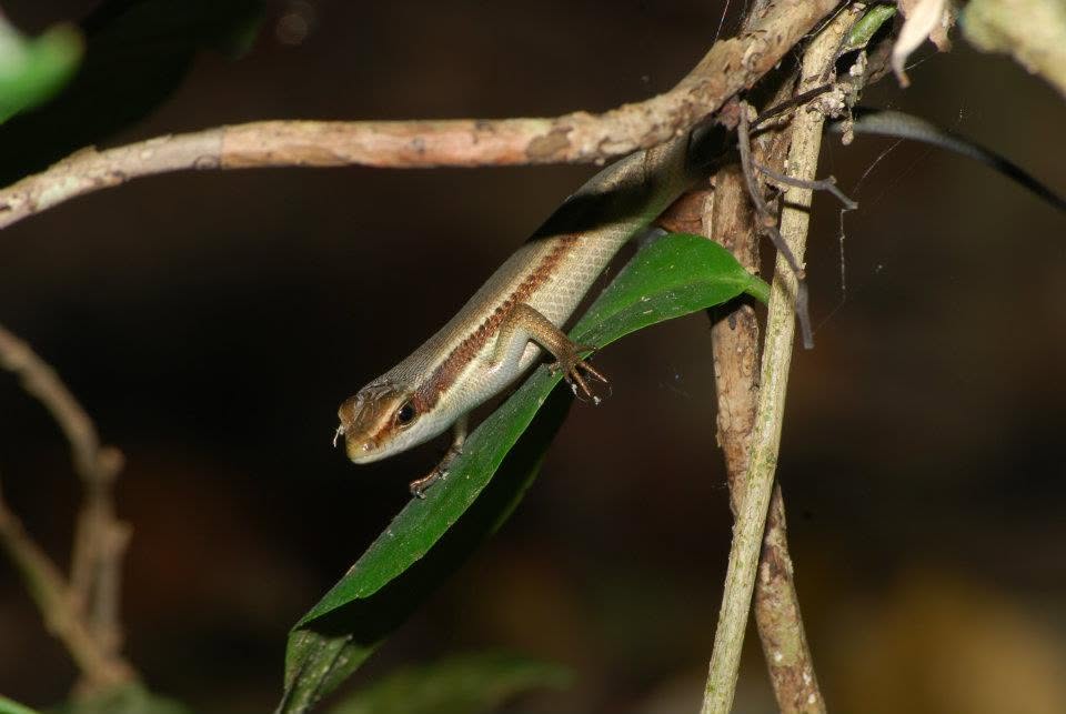 Common Striped Skink — Borneo wildlife, book, free download, jungle tour, herp tour