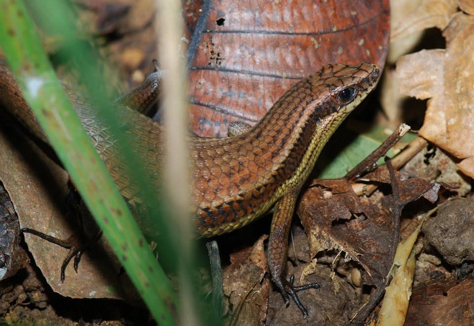 Common Sun Skink — Borneo wildlife, book, free download, jungle tour, herp tour