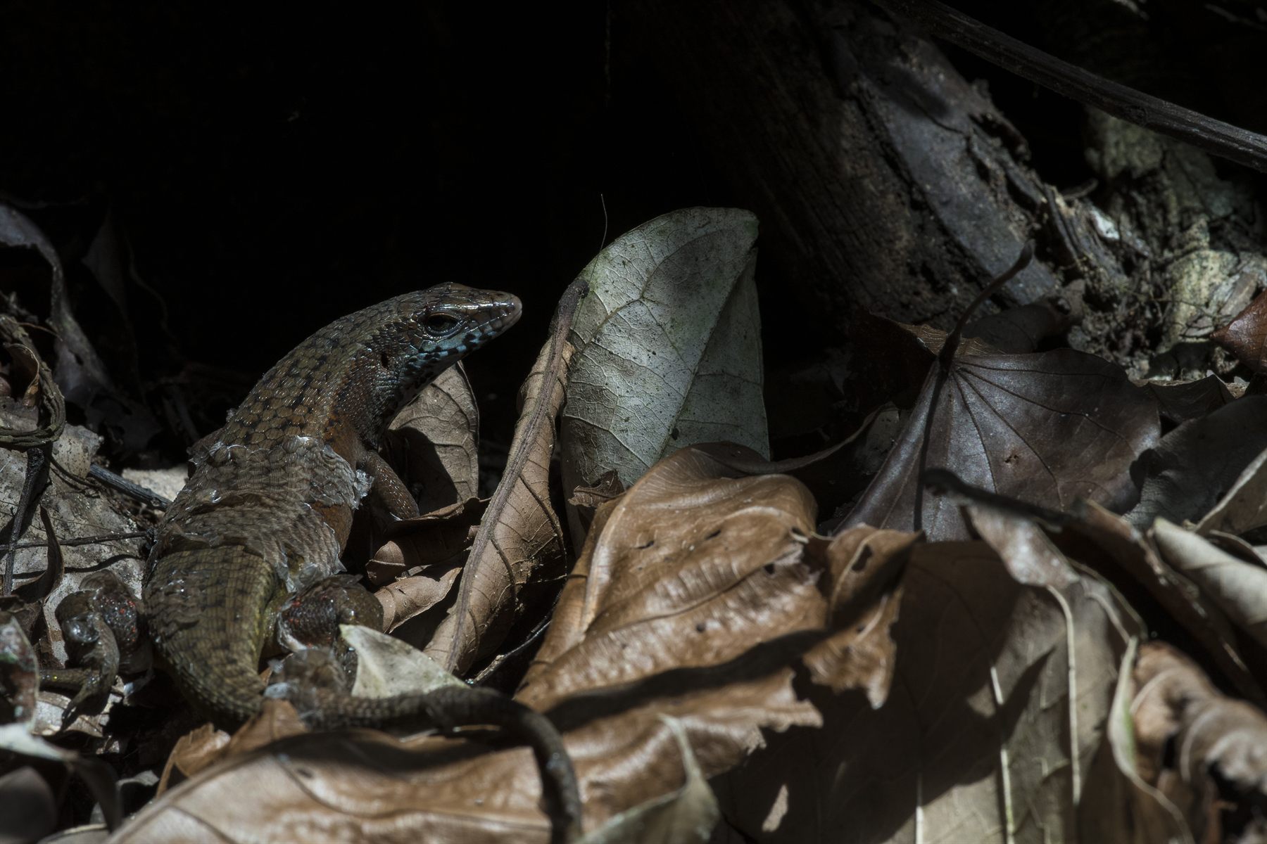 Common Sun Skink — Borneo wildlife, book, free download, jungle tour, herp tour