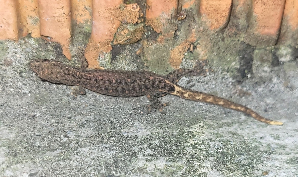 Common Worm Gecko — Borneo wildlife, book, free download, jungle tour, herp tour