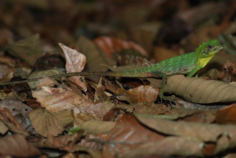Crested Green Lizard — Borneo wildlife, book, free download, jungle tour, herp tour