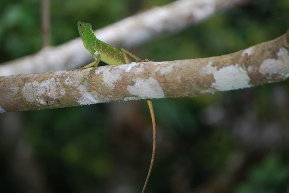 Crested Green Lizard — Borneo wildlife, book, free download, jungle tour, herp tour