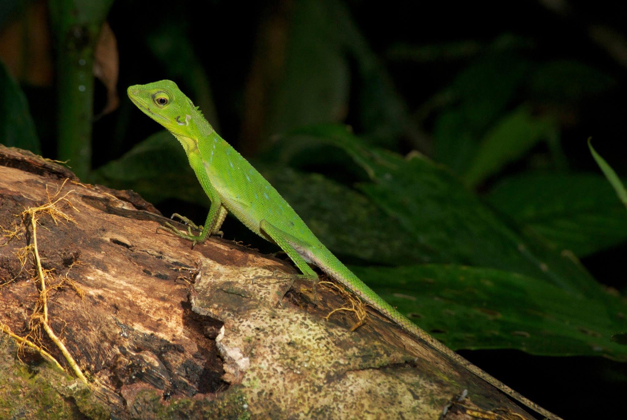Crested Green Lizard — Borneo wildlife, book, free download, jungle tour, herp tour