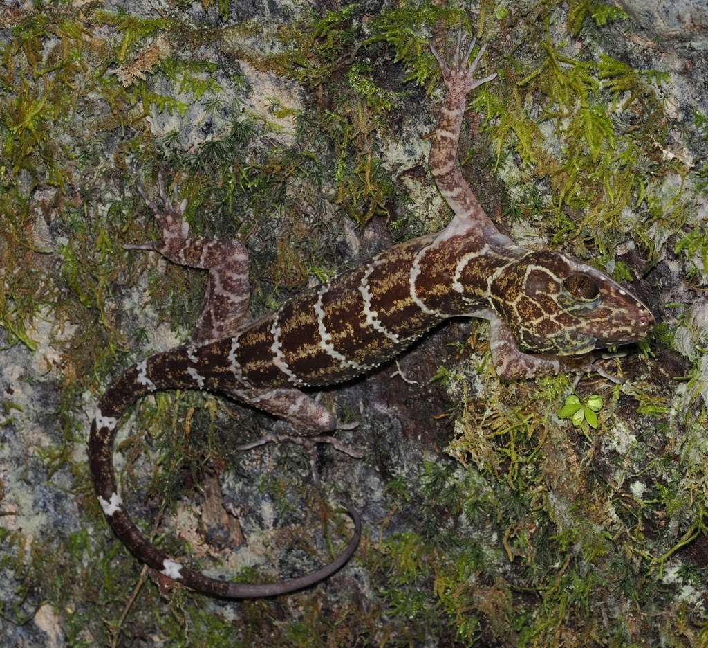Cyrtodactylus hutan — Borneo wildlife, book, free download, jungle tour, herp tour