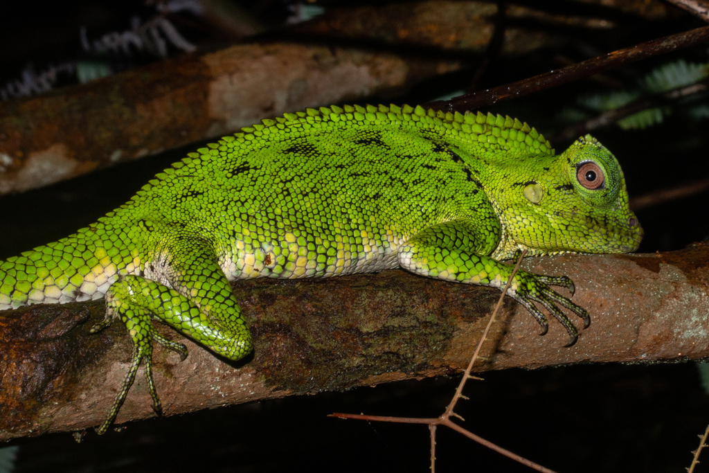Doria's Angle-headed Lizard — Borneo wildlife, book, free download, jungle tour, herp tour
