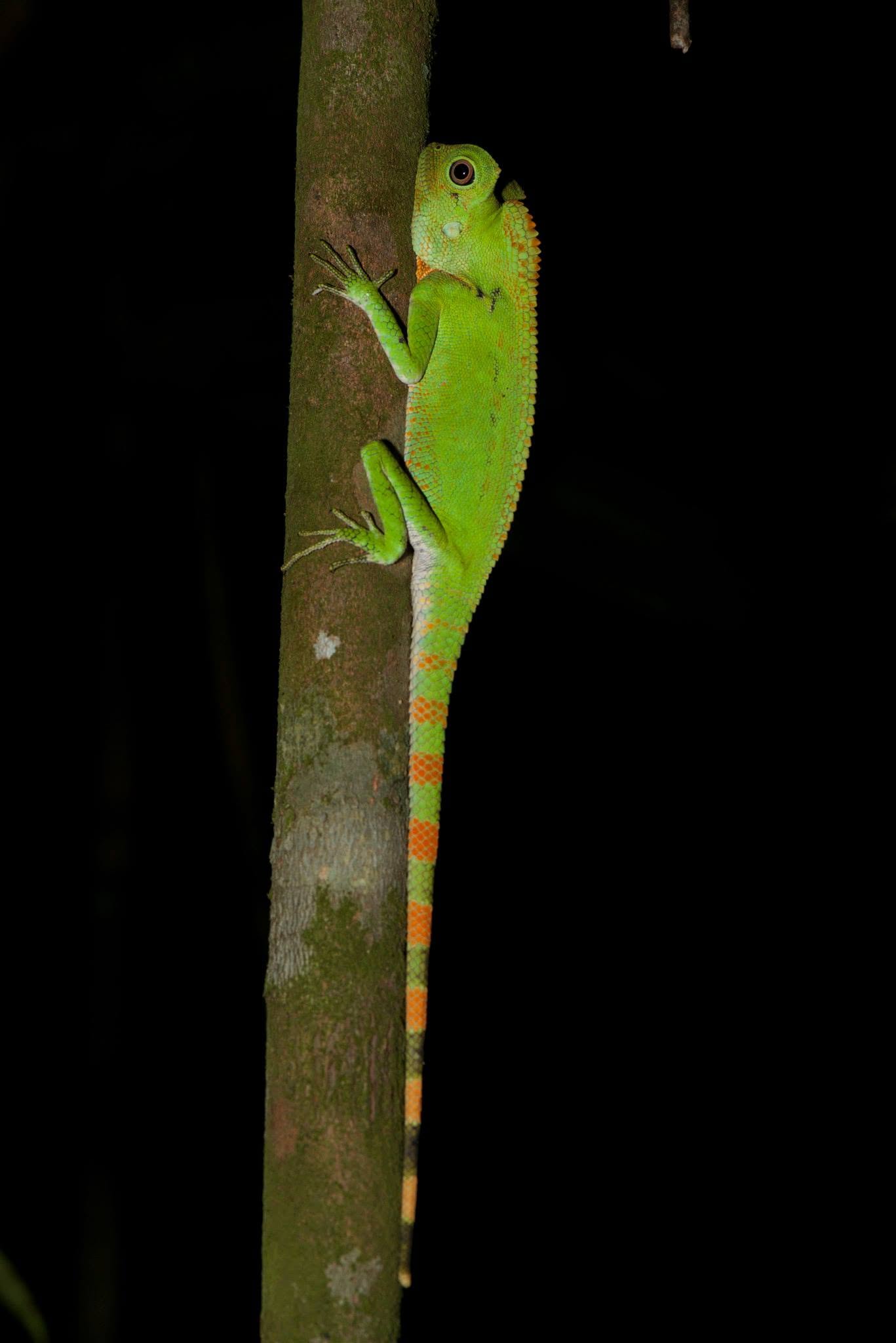 Doria's Angle-headed Lizard — Borneo wildlife, book, free download, jungle tour, herp tour