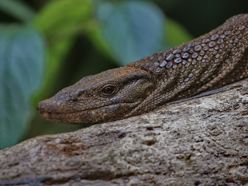 Dumeril's Monitor Lizard — Borneo wildlife, book, free download, jungle tour, herp tour