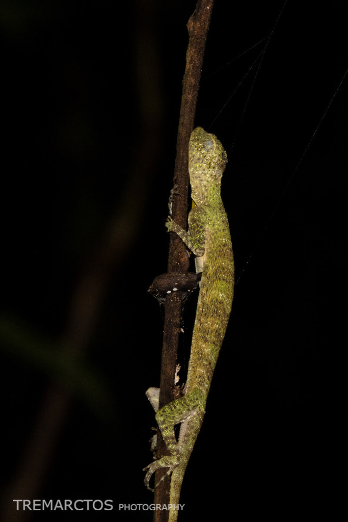 Five-banded Flying Lizard — Borneo wildlife, book, free download, jungle tour, herp tour