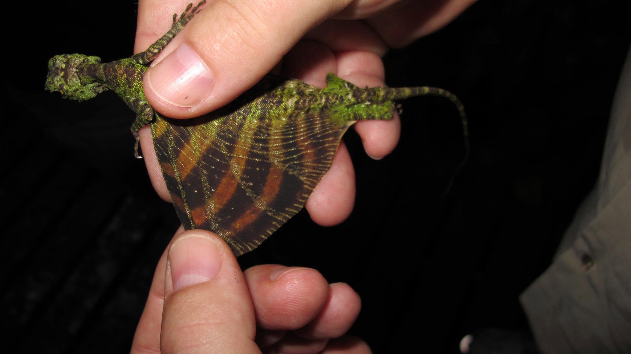 Five-banded Flying Lizard — Borneo wildlife, book, free download, jungle tour, herp tour