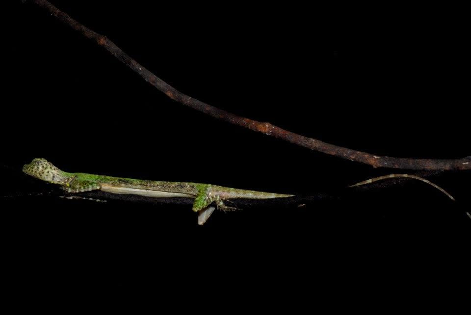 Flying Lizard (sp.) — Borneo wildlife, book, free download, jungle tour, herp tour