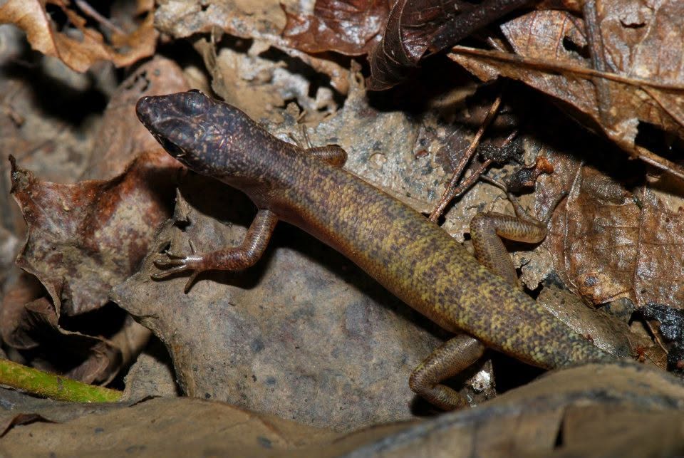 Forest Skink (sp.) — Borneo wildlife, book, free download, jungle tour, herp tour