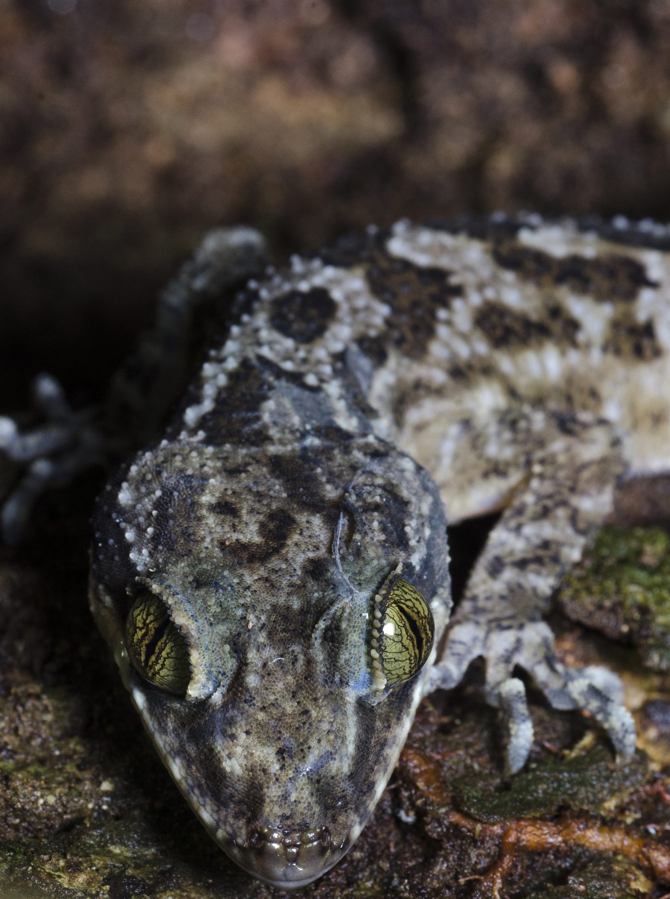 Frilly Forest Gecko — Borneo wildlife, book, free download, jungle tour, herp tour