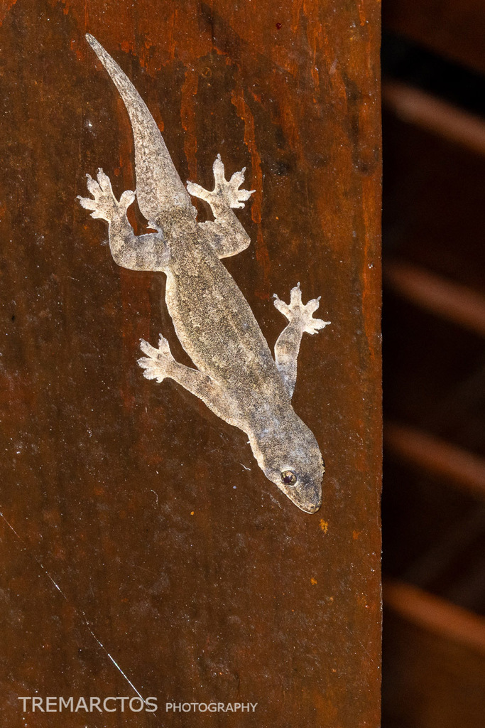Frilly House Gecko — Borneo wildlife, book, free download, jungle tour, herp tour