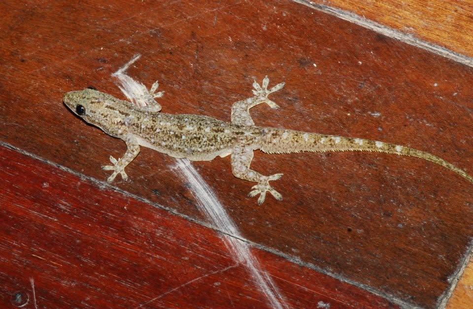 Frilly House Gecko — Borneo wildlife, book, free download, jungle tour, herp tour
