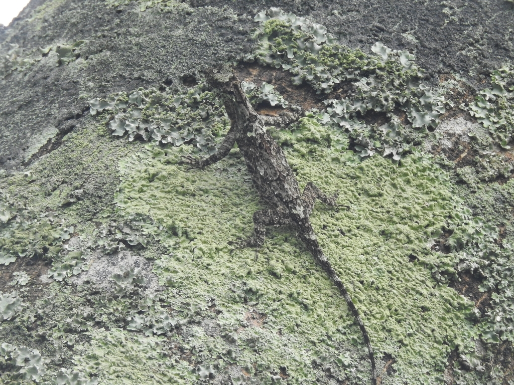 Fringed Flying Lizard — Borneo wildlife, book, free download, jungle tour, herp tour