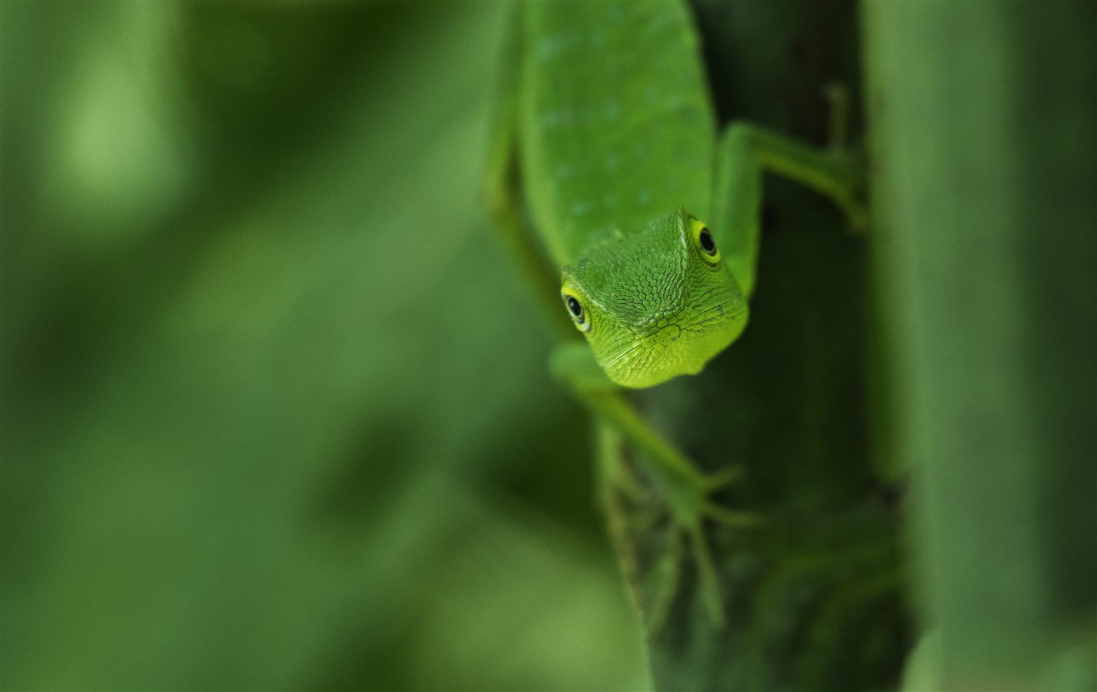 Garden Lizard — Borneo wildlife, book, free download, jungle tour, herp tour