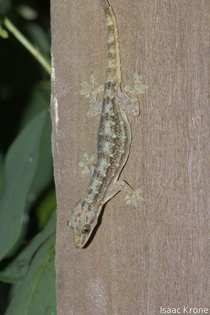 Garnot's House Gecko — Borneo wildlife, book, free download, jungle tour, herp tour