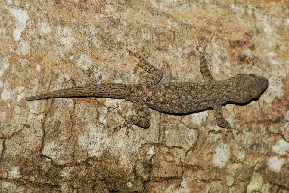 Garnot's House Gecko — Borneo wildlife, book, free download, jungle tour, herp tour