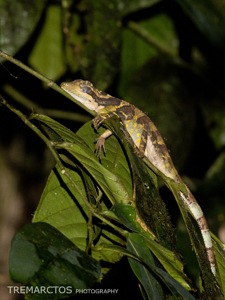 Giant Angle-headed Lizard — Borneo wildlife, book, free download, jungle tour, herp tour