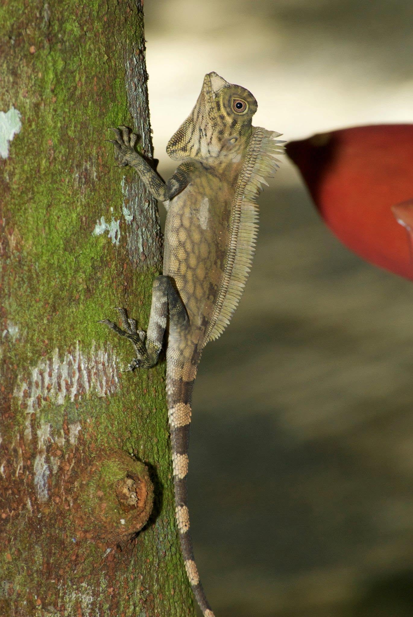 Giant Angle-headed Lizard — Borneo wildlife, book, free download, jungle tour, herp tour