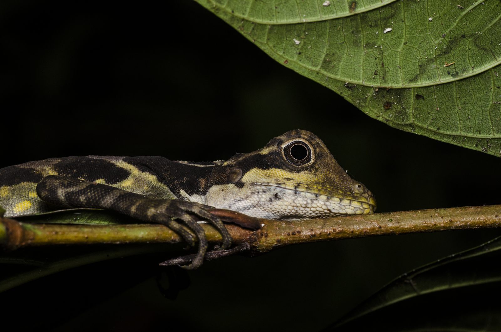 Giant Angle-headed Lizard — Borneo wildlife, book, free download, jungle tour, herp tour