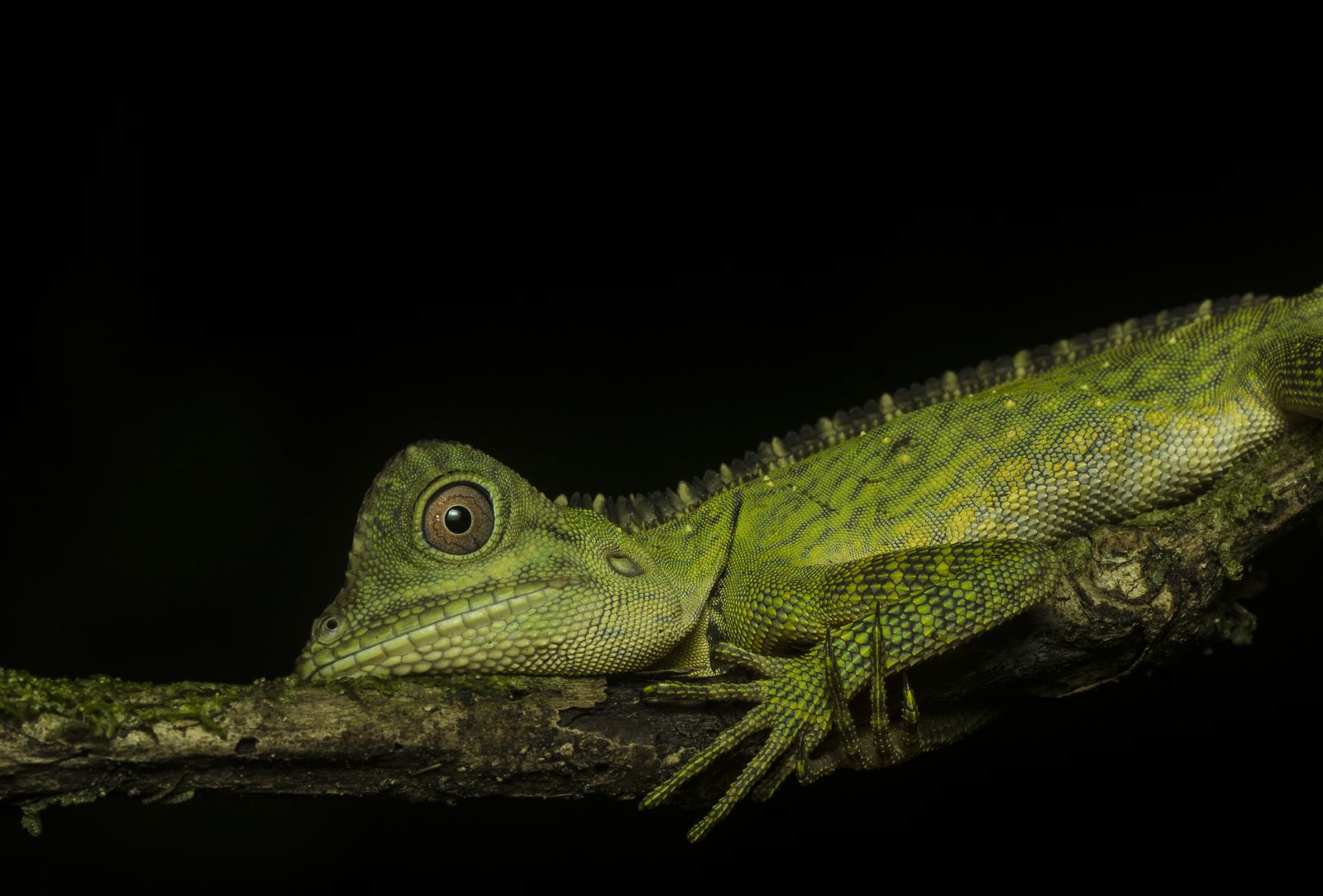 Giant Angle-headed Lizard — Borneo wildlife, book, free download, jungle tour, herp tour