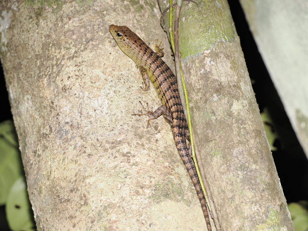 Grey Tree Skink — Borneo wildlife, book, free download, jungle tour, herp tour