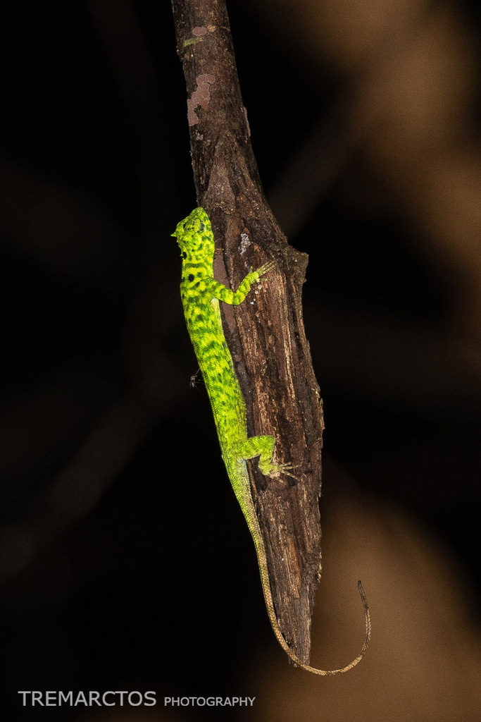 Horned Flying Lizard — Borneo wildlife, book, free download, jungle tour, herp tour