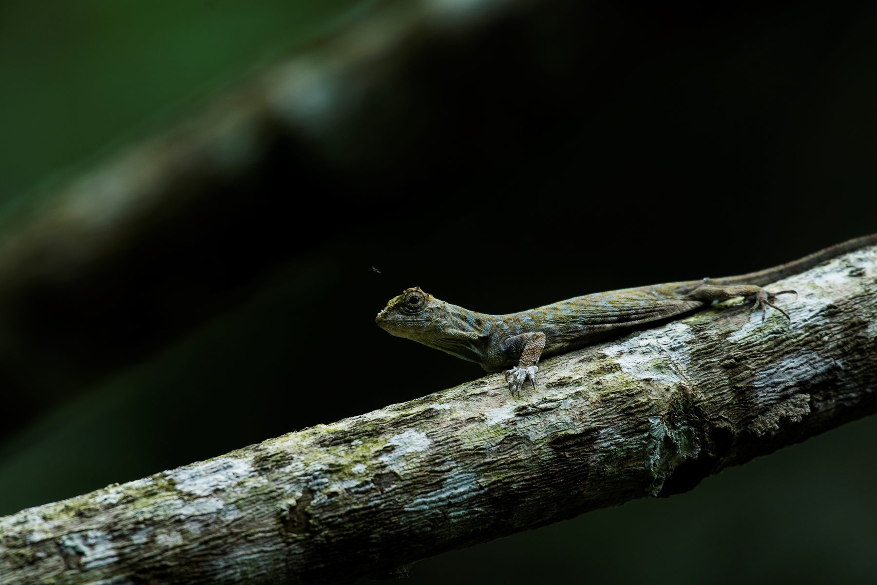 Horned Flying Lizard — Borneo wildlife, book, free download, jungle tour, herp tour