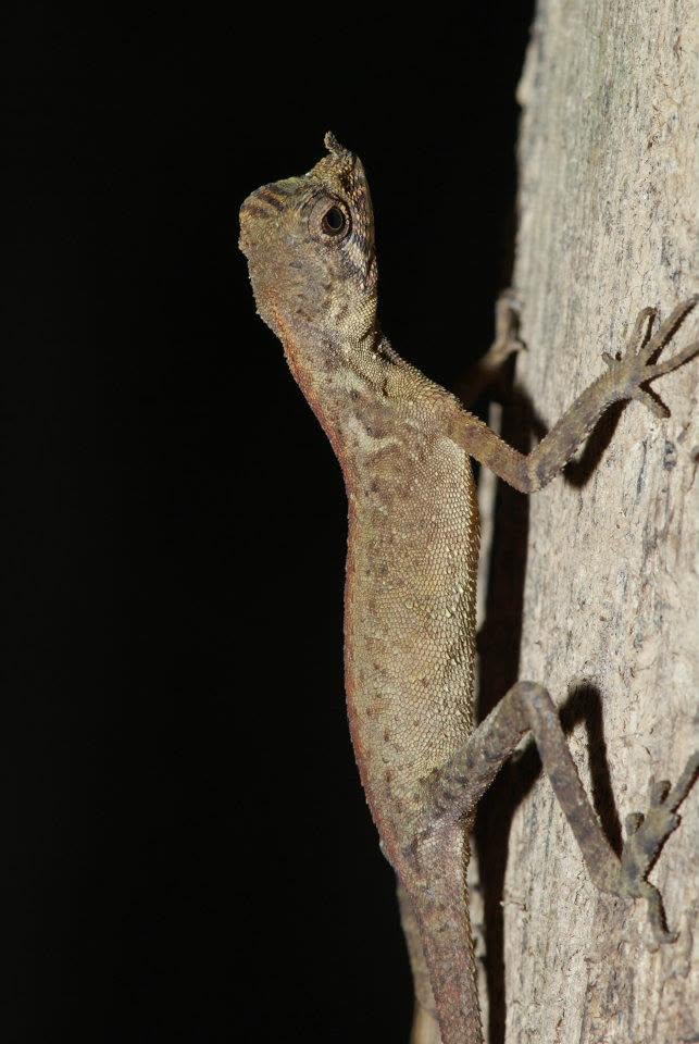 Horned Flying Lizard — Borneo wildlife, book, free download, jungle tour, herp tour