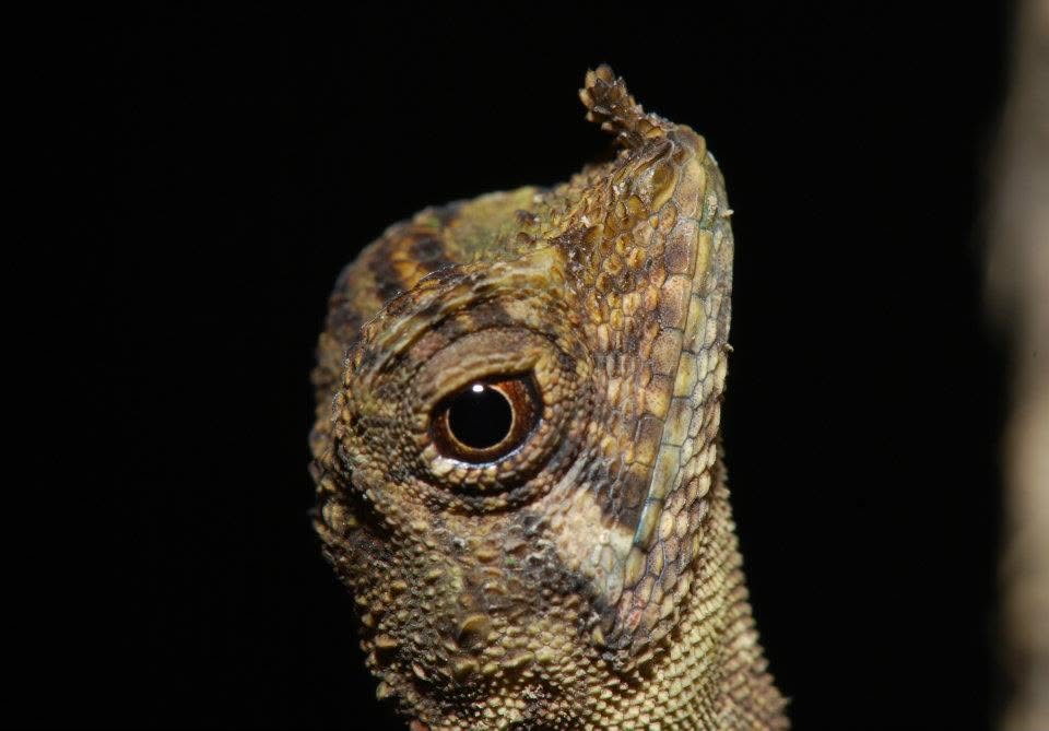 Horned Flying Lizard — Borneo wildlife, book, free download, jungle tour, herp tour