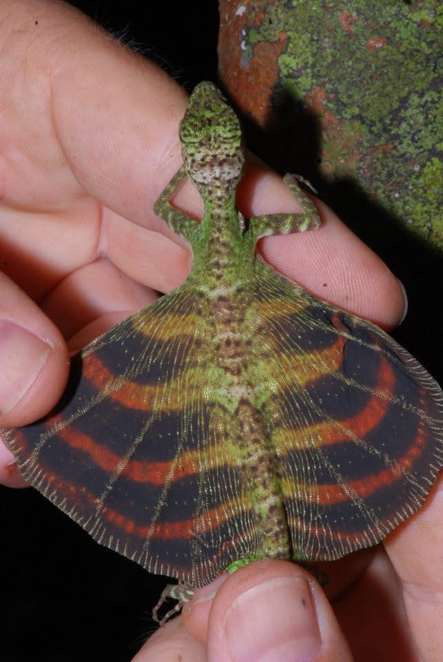 Horned Flying Lizard — Borneo wildlife, book, free download, jungle tour, herp tour