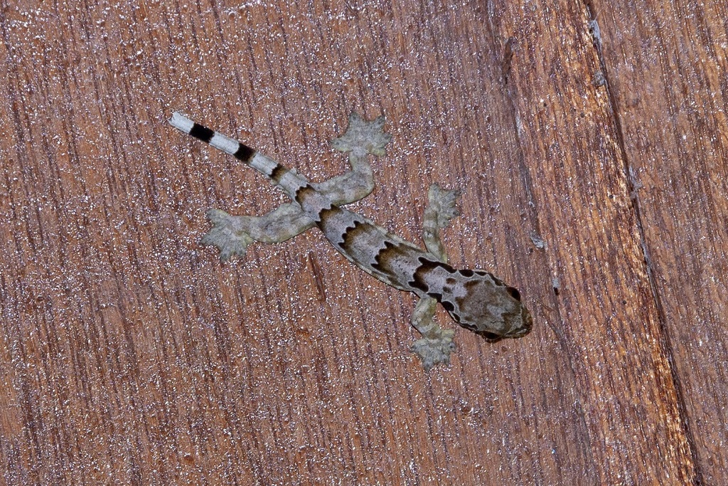 Horsfield's Parachute Gecko — Borneo wildlife, book, free download, jungle tour, herp tour