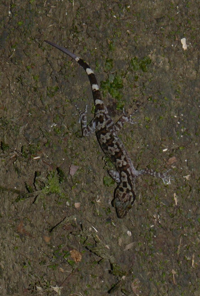 Inger's Bent-toed Gecko — Borneo wildlife, book, free download, jungle tour, herp tour