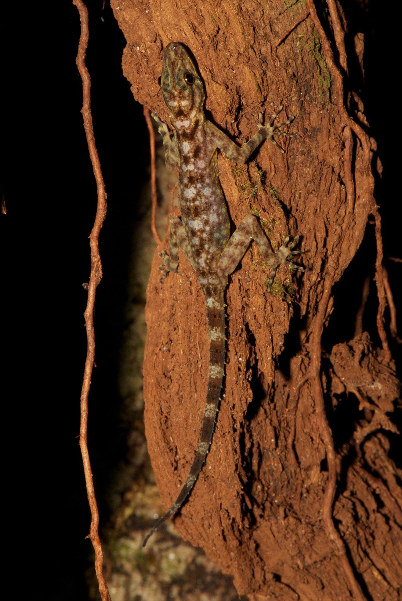 Kendall's Rock Gecko — Borneo wildlife, book, free download, jungle tour, herp tour