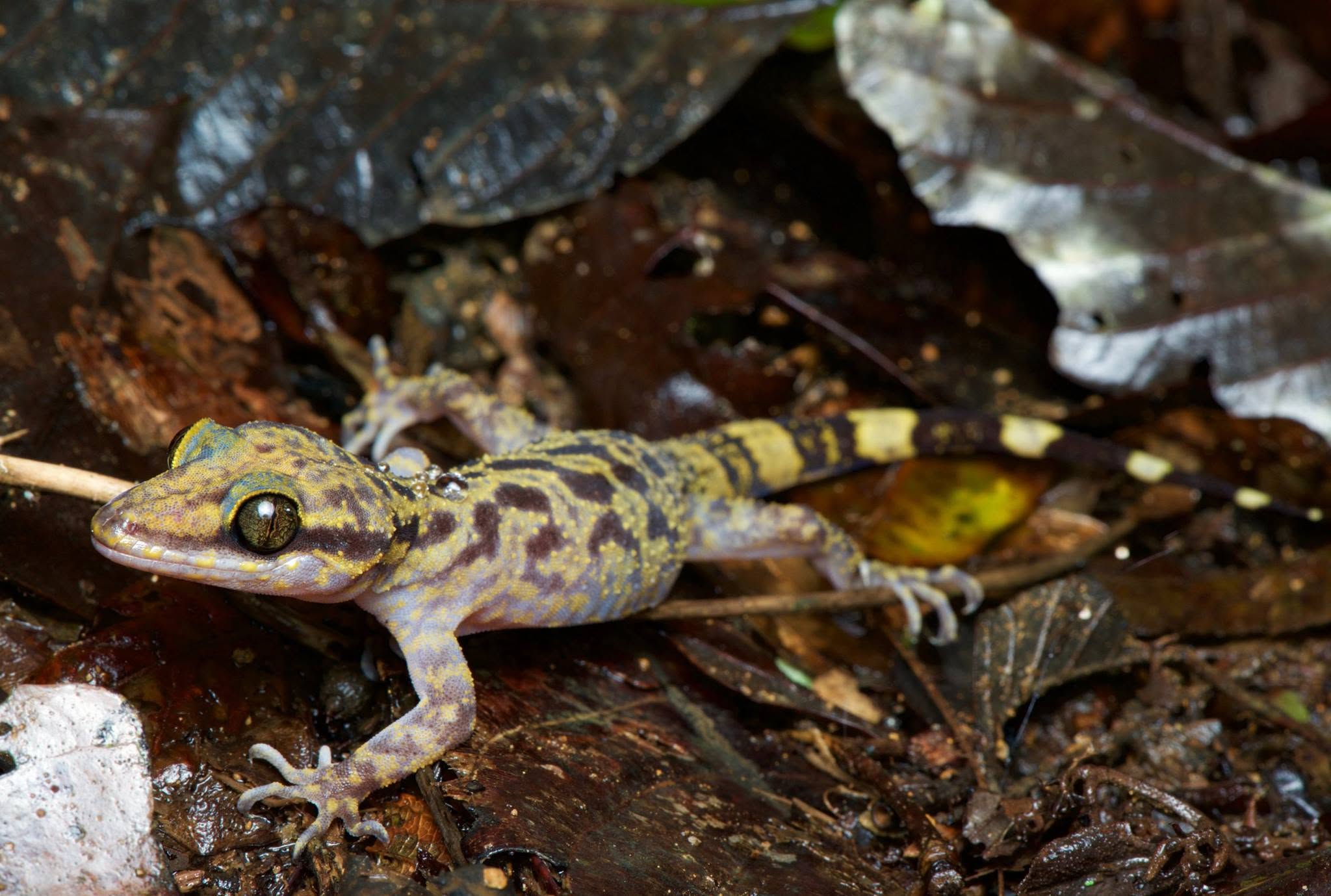 Kinabalu Bent-toed Gecko — Borneo wildlife, book, free download, jungle tour, herp tour