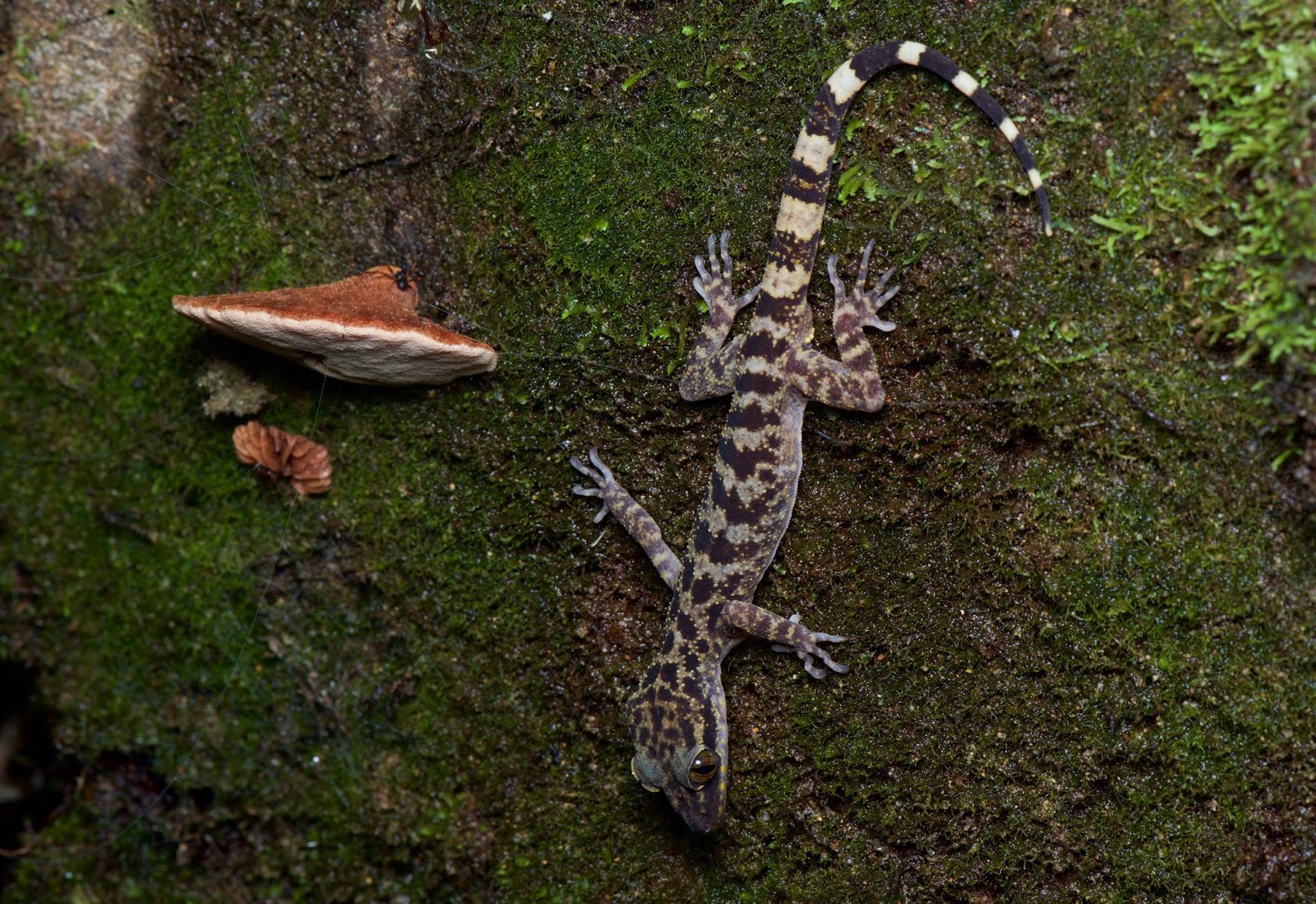 Kinabalu Bent-toed Gecko — Borneo wildlife, book, free download, jungle tour, herp tour