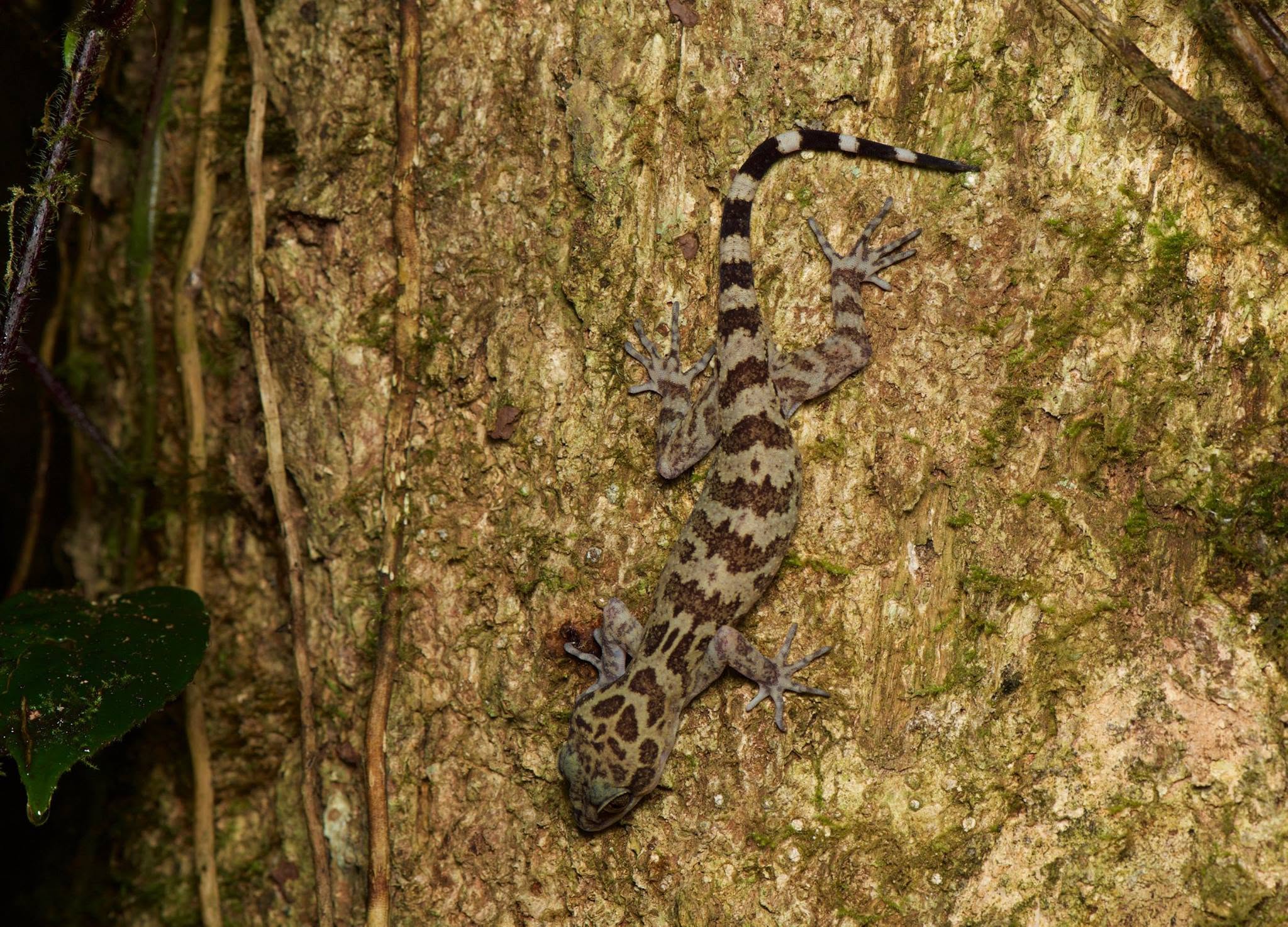 Kinabalu Bent-toed Gecko — Borneo wildlife, book, free download, jungle tour, herp tour