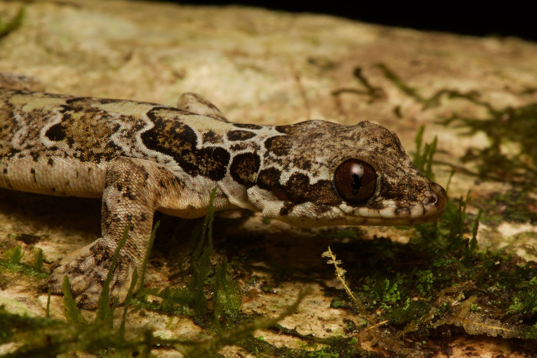 Kinabalu Bent-toed Gecko — Borneo wildlife, book, free download, jungle tour, herp tour