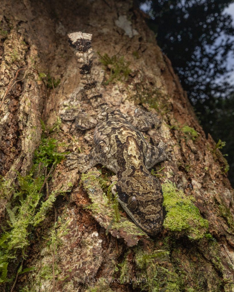 Kuhl's Parachute Gecko — Borneo wildlife, book, free download, jungle tour, herp tour