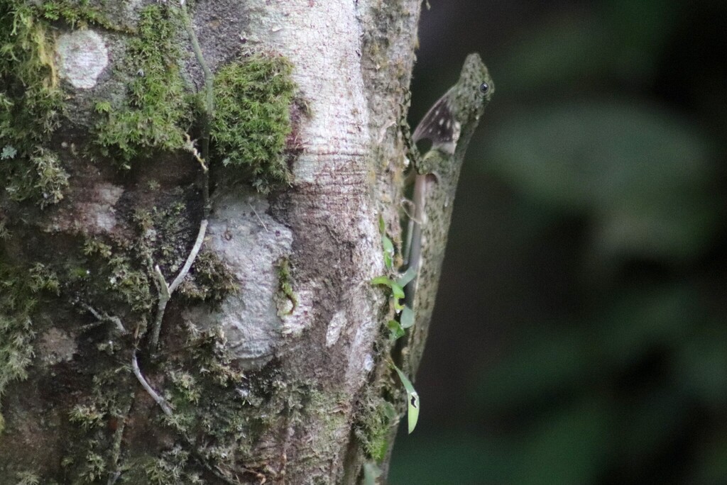 Large Flying Lizard — Borneo wildlife, book, free download, jungle tour, herp tour