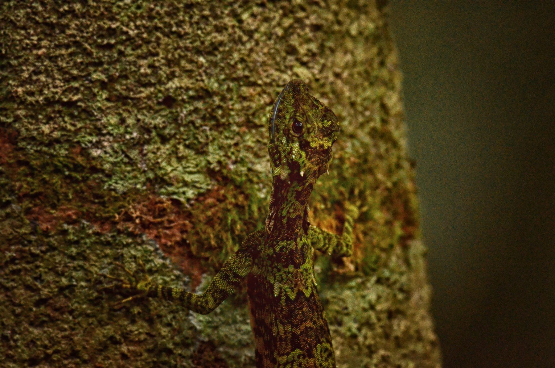 Large Flying Lizard — Borneo wildlife, book, free download, jungle tour, herp tour