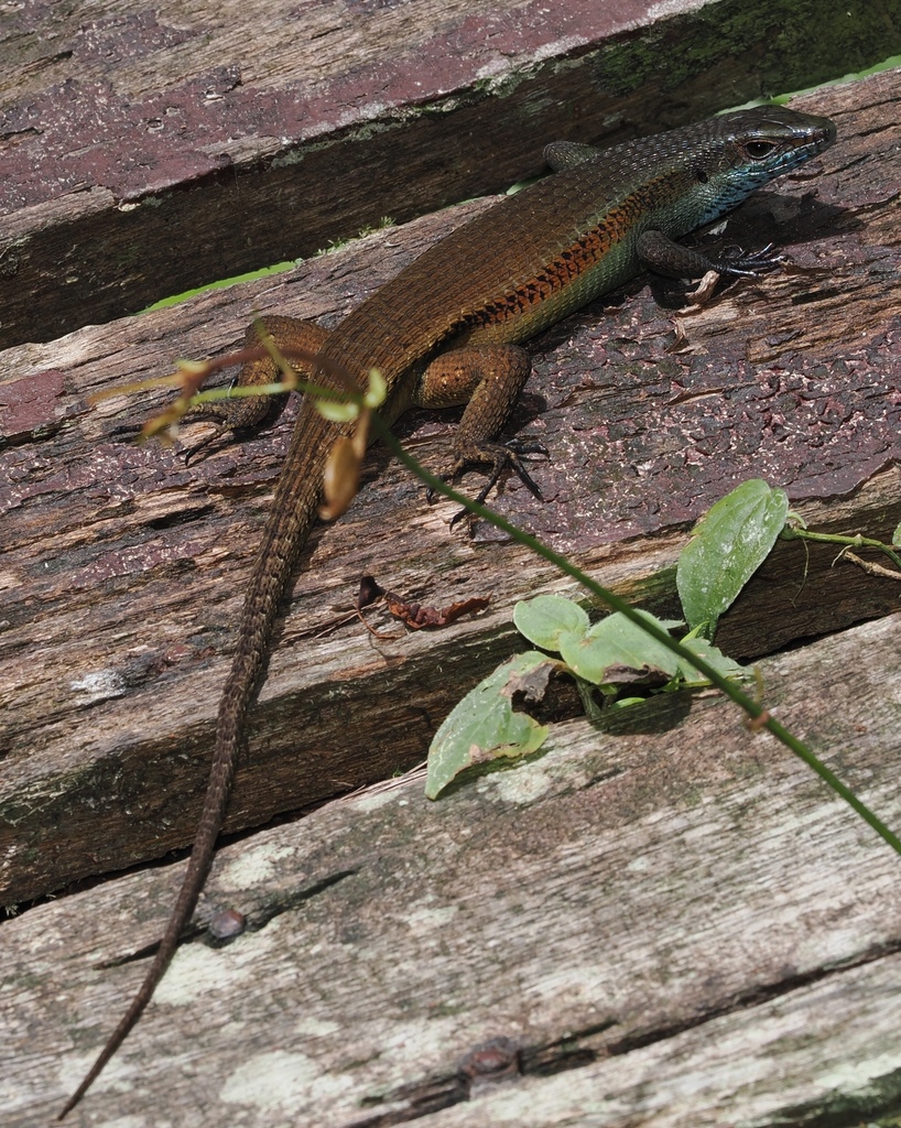 Lewis's Mabuya — Borneo wildlife, book, free download, jungle tour, herp tour