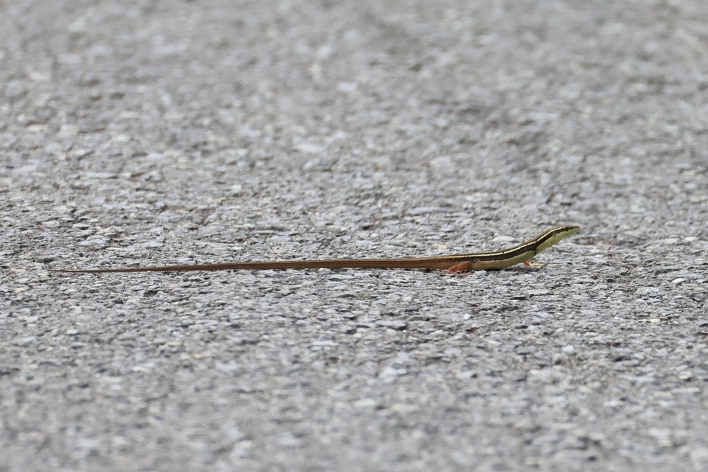 Long-tailed Grass Lizard — Borneo wildlife, book, free download, jungle tour, herp tour
