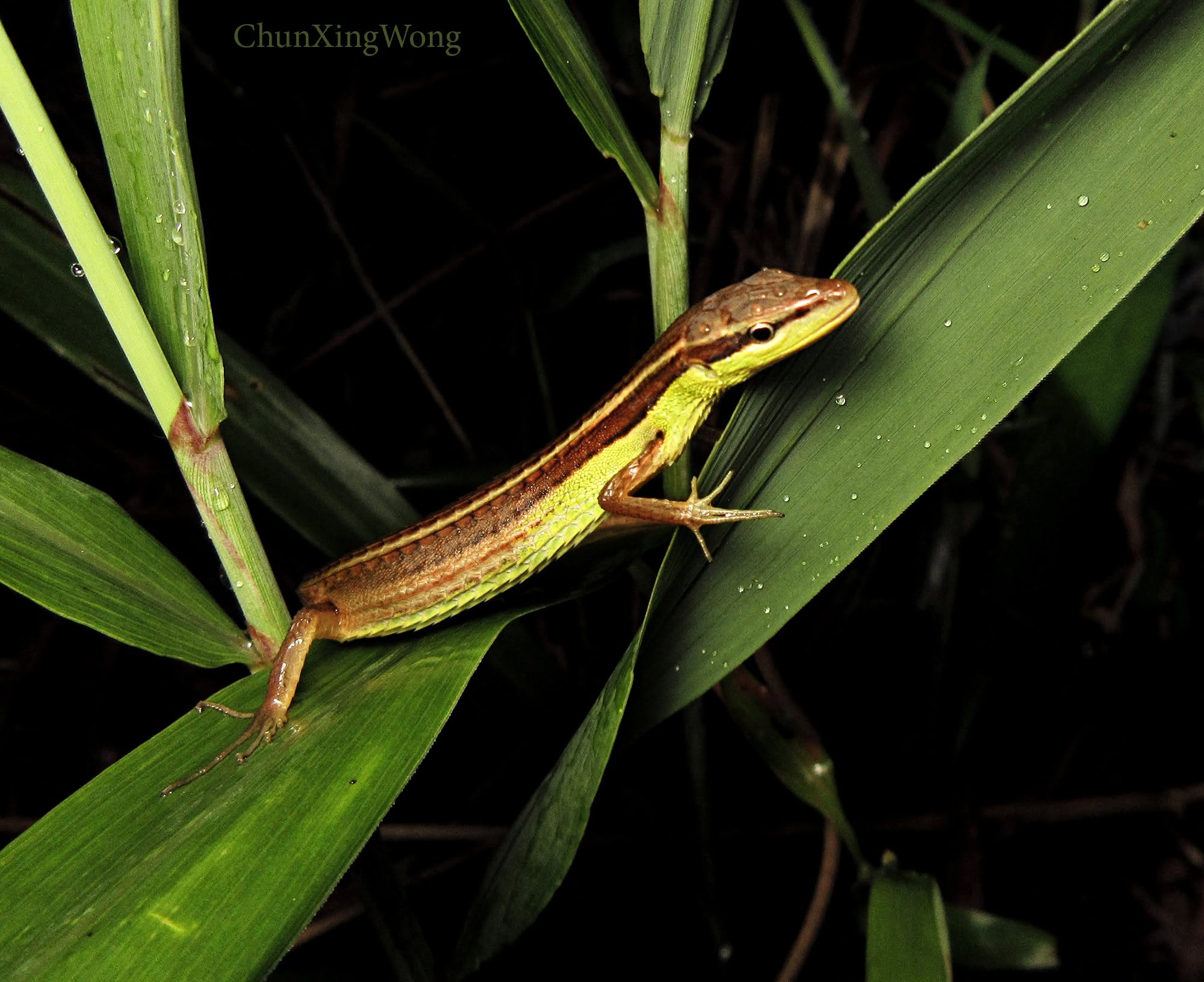 Long-tailed Grass Lizard — Borneo wildlife, book, free download, jungle tour, herp tour