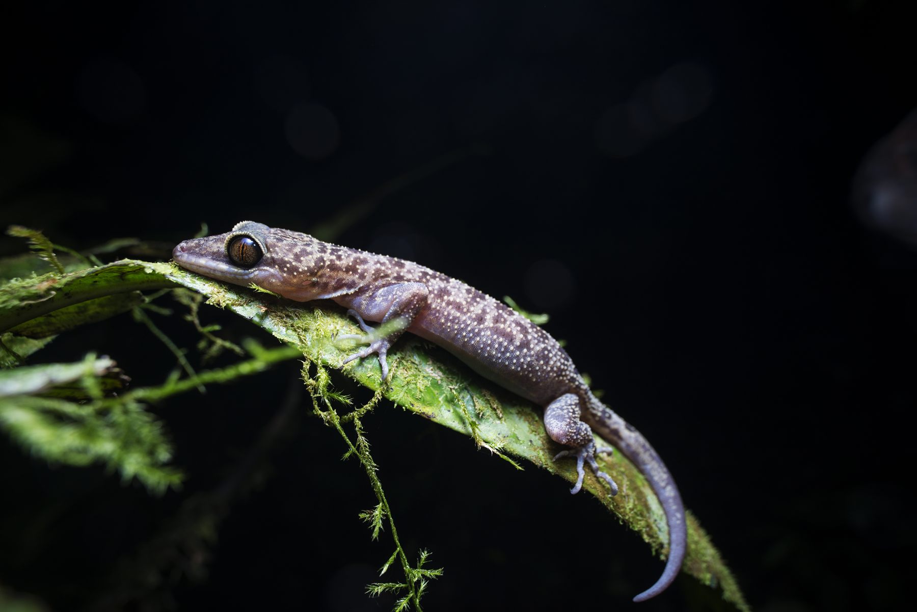 Malayan Bent-toed Gecko — Borneo wildlife, book, free download, jungle tour, herp tour